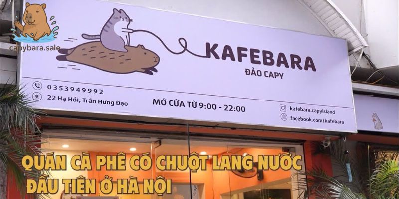 2 địa điểm có thể gặp Capybara ở Hà Nội