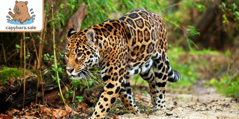 Báo đốm săn Capybara