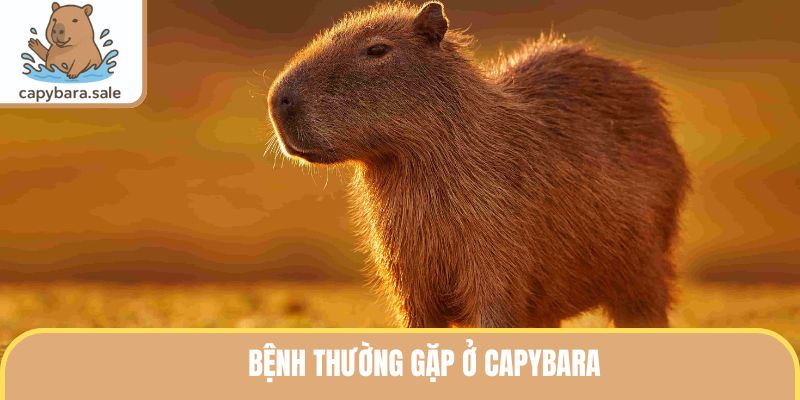 Bệnh thường gặp ở Capybara