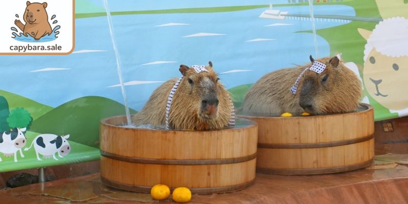 Bồn nước Capybara dạng gỗ