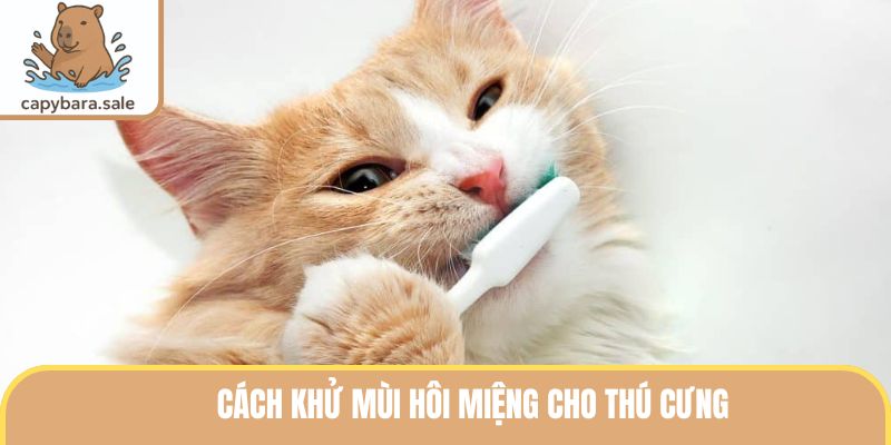 Cách Khử Mùi Hôi Miệng Thú Cưng