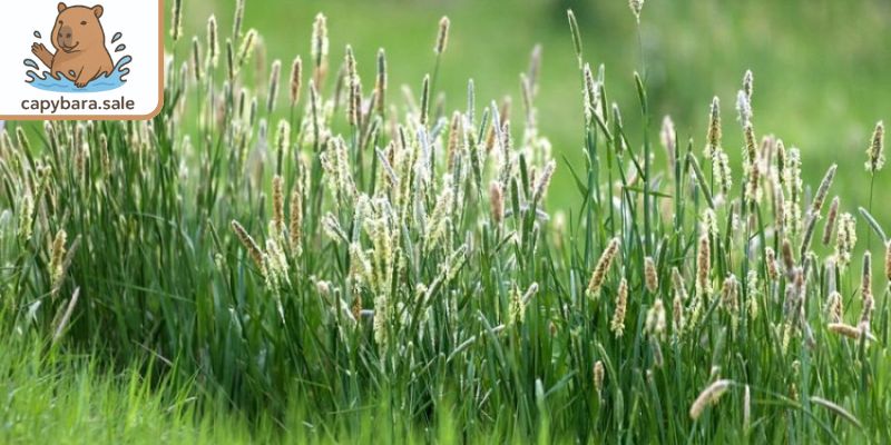Canxi cho Capybara là cỏ