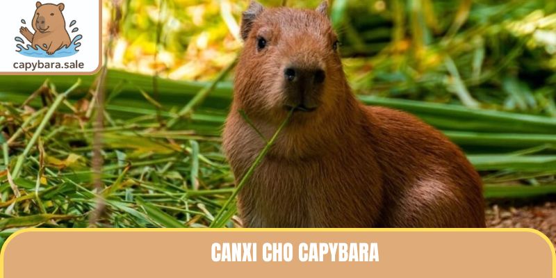 Canxi Cho Capybara