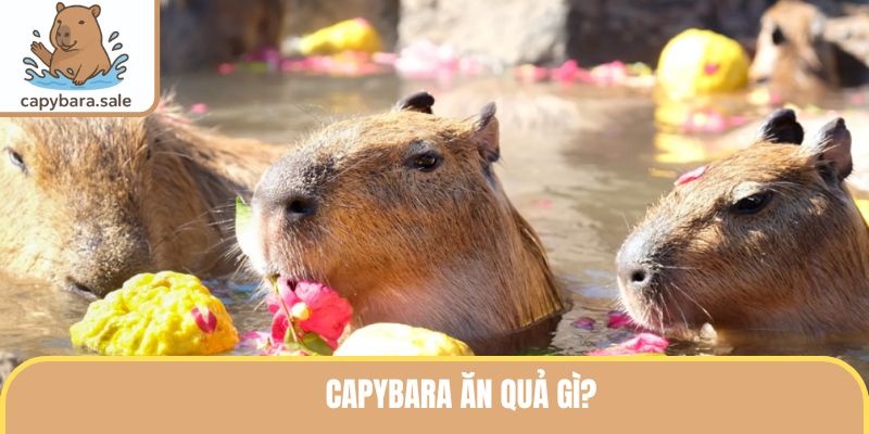 Capybara ăn quả gì