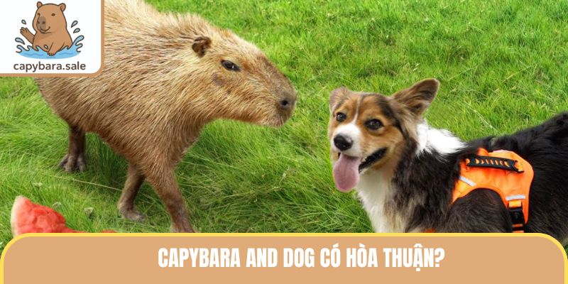 Capybara and dog