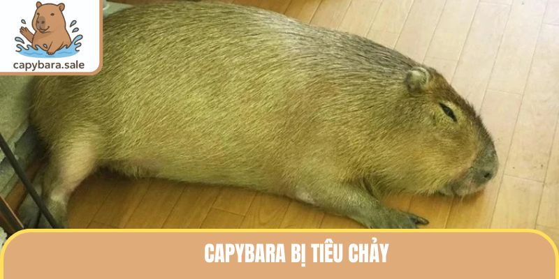 Capybara bị tiêu chảy