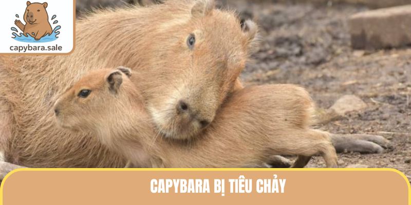 Capybara biếng ăn