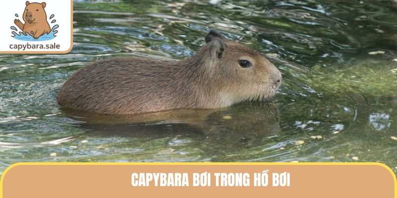 Capybara bơi trong hồ bơi