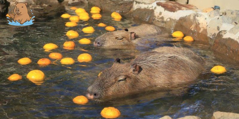 Capybara - chú chuột lang đáng yêu gây sốt tại Việt Nam