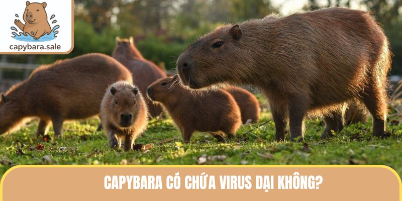 Capybara có chứa virus dại không