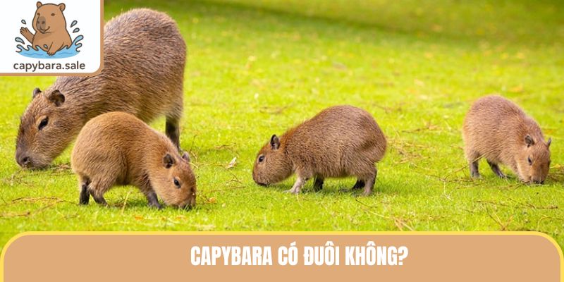 Capybara có đuôi không