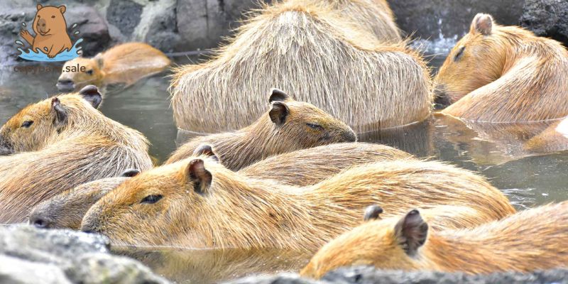 Capybara có giá thành khá cao, đắt đỏ