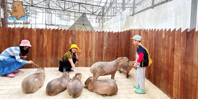 Capybara có ở Việt Nam không? Kapi cafe có chuột lang nước 