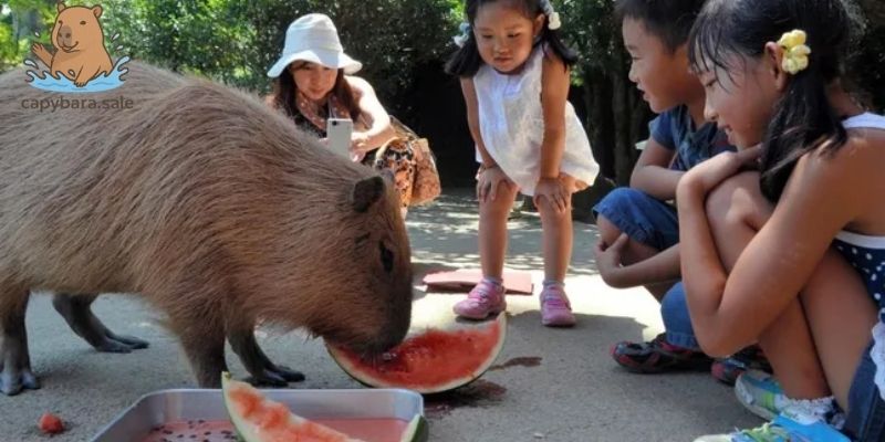 Capybara có ở Việt Nam không? Lưu ý khi tham quan, tương tác với động vật 