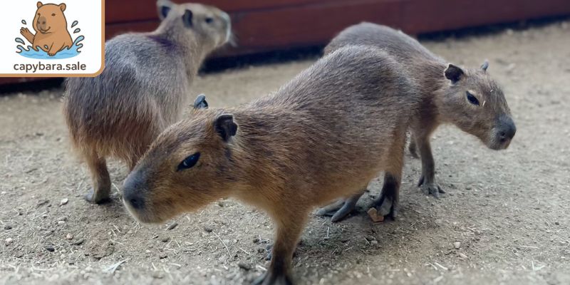 Capybara là động vật hoang dã