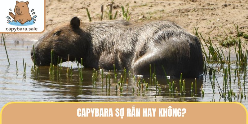 Capybara sợ rắn