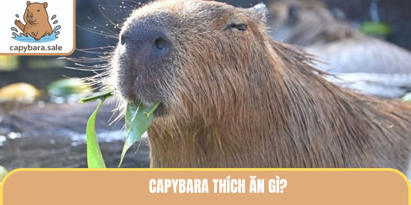 Capybara thích ăn gì