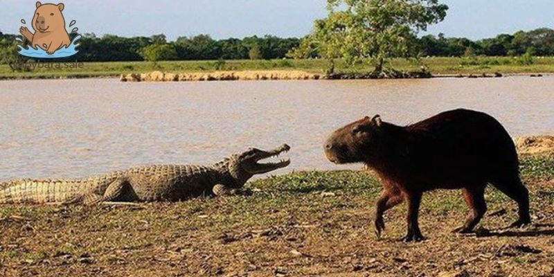 Capybara và cá sấu có mối quan hệ rất thú vị