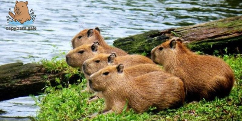 Capybara và cá sấu chung sống yên bình do đâu?