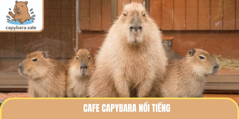 Cafe Capybara