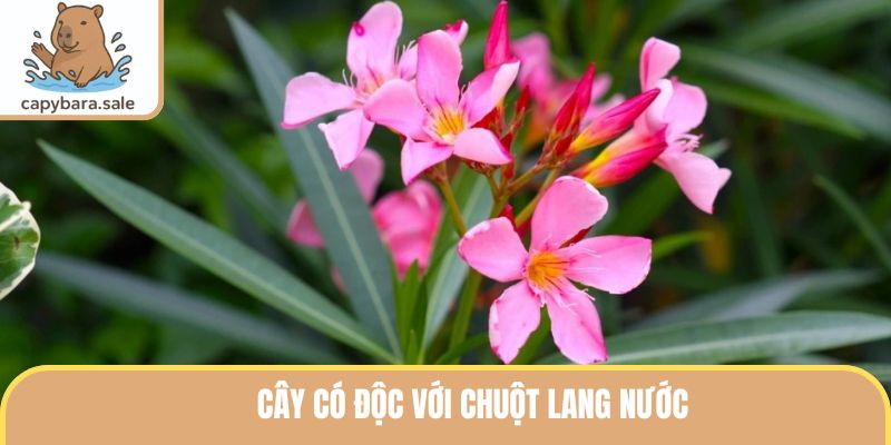 Cây Có Độc Với Chuột Lang Nước