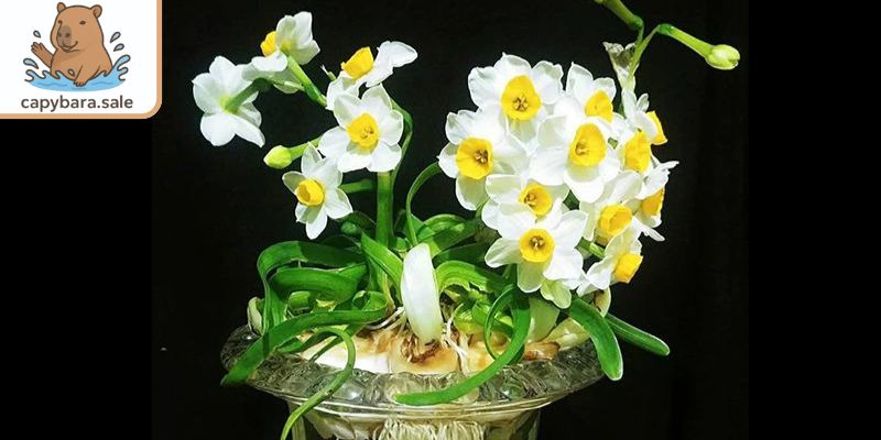 Cây có độc với chuột lang nước - Thủy tiên