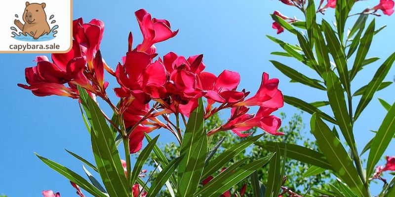 Cây trúc đào có chứa độc