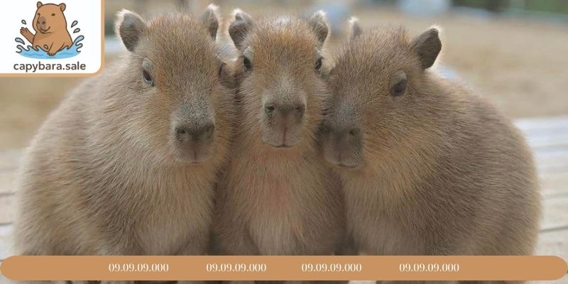 Chăm sóc chuột lang nước mới đẻ