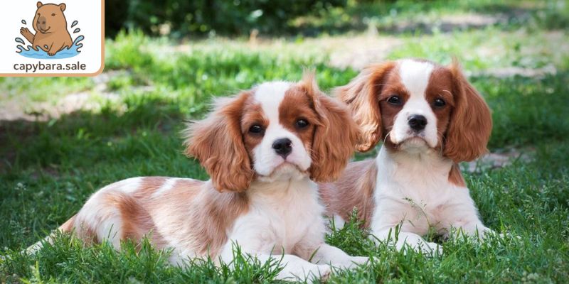 Chó cảnh đắt đỏ Cavalier King Charles