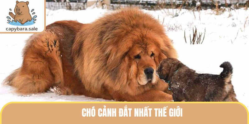 Chó Cảnh Đắt Nhất Thế Giới