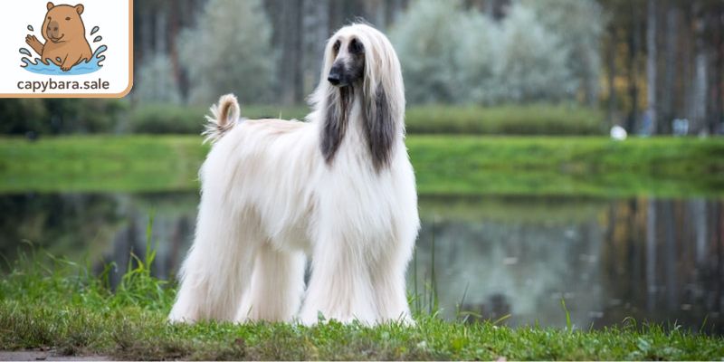 Chó săn Afghanistan ngoại hình lạ mắt