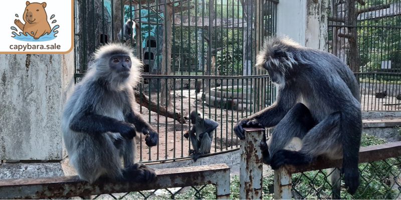 Chuẩn bị môi trường sống cho chúng