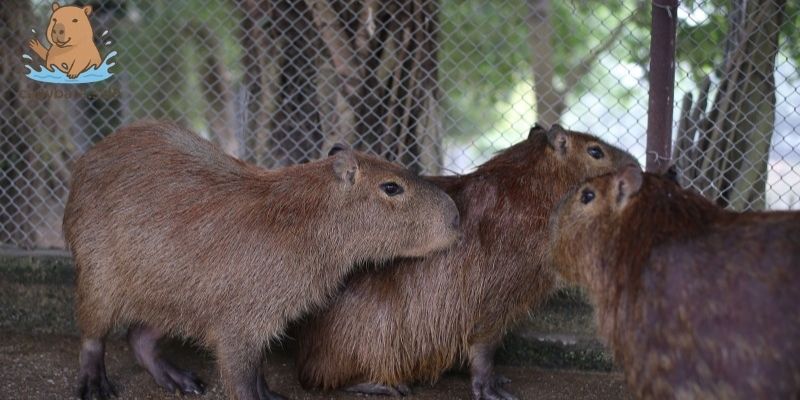 Chuồng nuôi capybara cần có hệ thống nước sạch 
