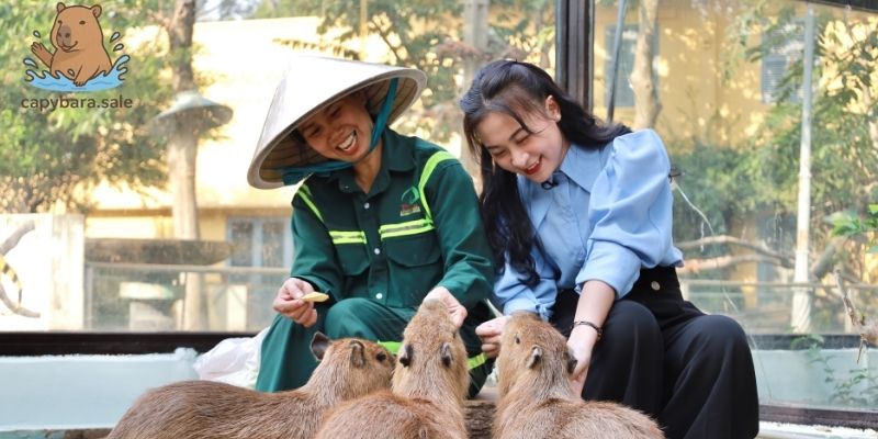 Chuồng nuôi capybara cần tìm hiểu kỹ càng 