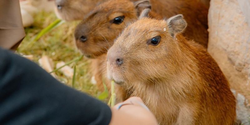 Chương trình khuyến mãi