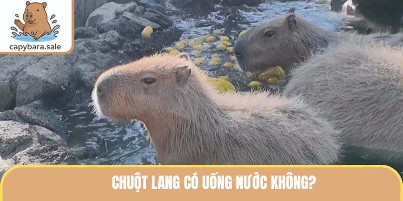 Chuột Lang Có Uống Nước Không