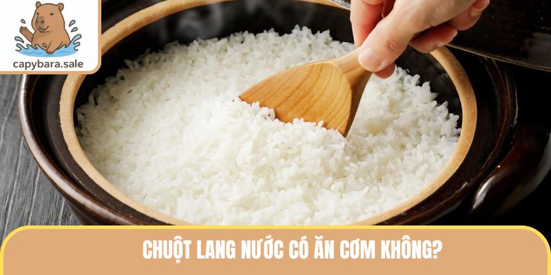 Chuột Lang Nước Có Ăn Cơm Không