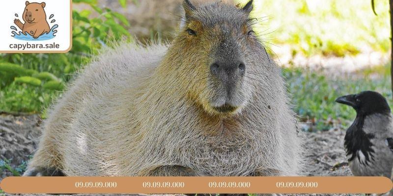 Chuột lang nước có hành vi bầy đàn khá rõ