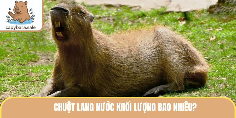 Chuột Lang Nước Khối Lượng