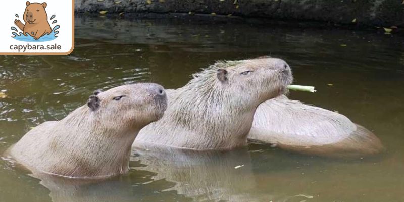 Chuột lang nước không dễ bị ăn thịt