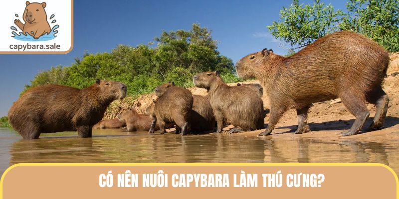 Có Nên Nuôi Capybara Làm Thú Cưng