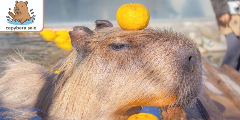 Công viên Saigon Zoo & Botanical Gardens