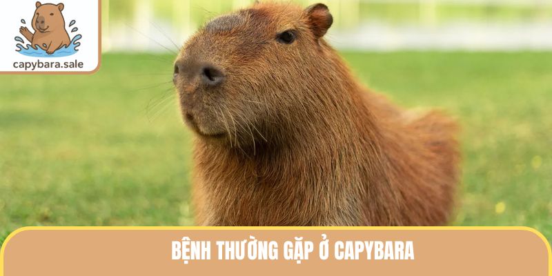 Dấu hiệu Capybara bị bệnh
