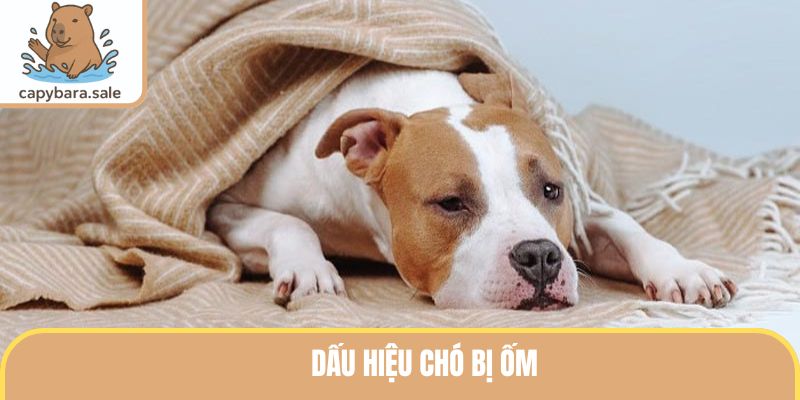 Dấu Hiệu Chó Bị Ốm