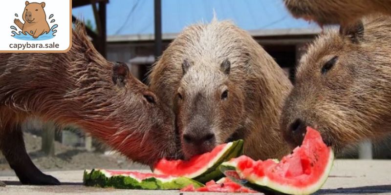 Dưa hấu là bữa phụ với chuột lang nước