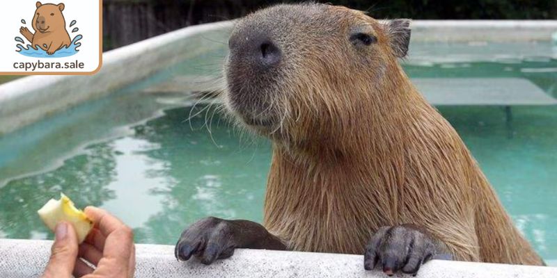 Giá bán chuột lang nước cao