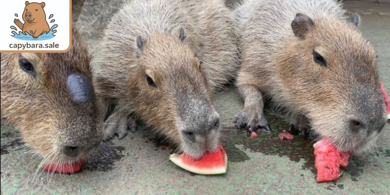 Giải đáp về Capybara ăn dưa hấu được không?