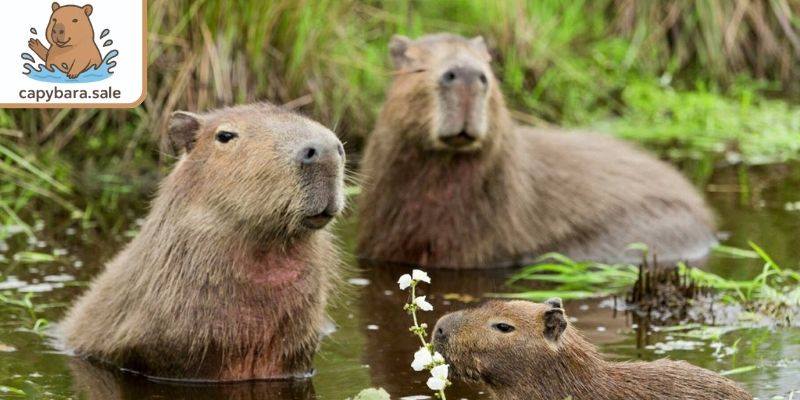 Hỗ trợ 100% miễn phí lỗi từ hệ thống trang trại