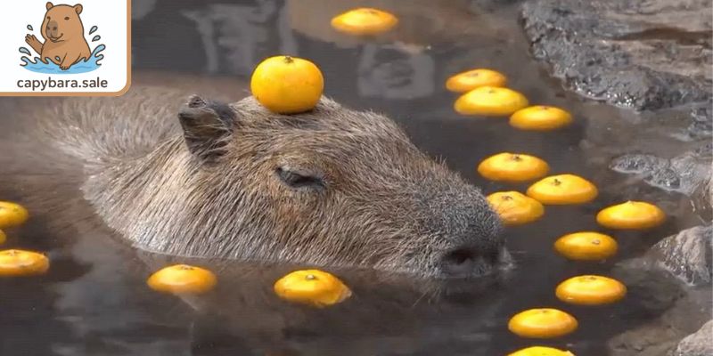 Hoa quả giàu vitamin và khoáng chất