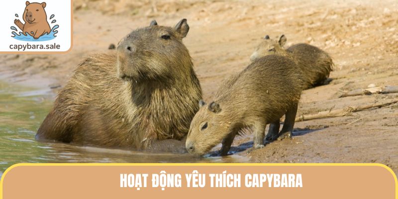 Hoạt Động Yêu Thích Capybara